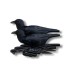 Комплект чучел ворон NRA FUD Crows (Ворон)
