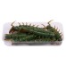 Виброхвост Lucky John Pro Series Alien Bug 2,5" 63мм, (7шт. упак.) цвет 085