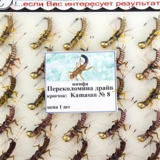 Нимфа Переколомина драйв №08 (Kamasan) (25 шт.)