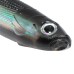 Виброхвост MADFISH NATURAL YOUNG FISH 125мм, 10г, (4 шт. уп.) цвет 20